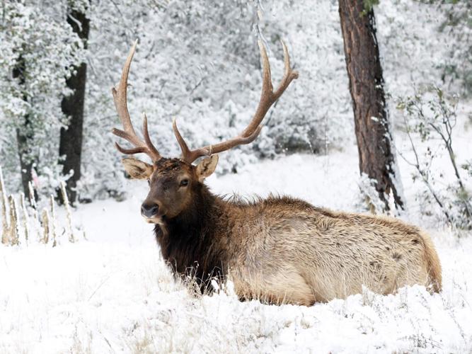 Payson Snow Storm brings snow to the area - finally! | Local News | paysonroundup.com