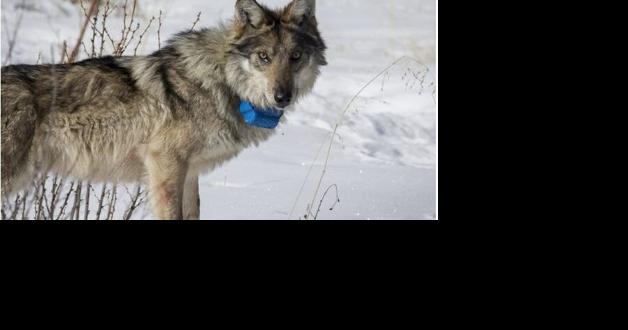 State will pay ranchers to remove carcasses to reduce wolf depredations - Vimarsana News