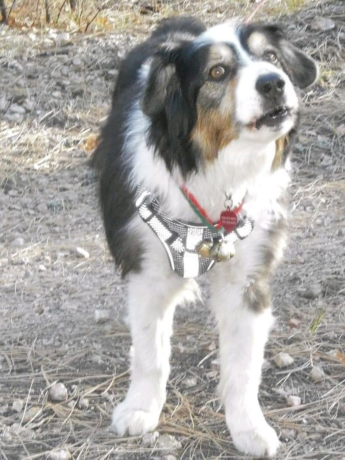 Lost sales australian shepherd