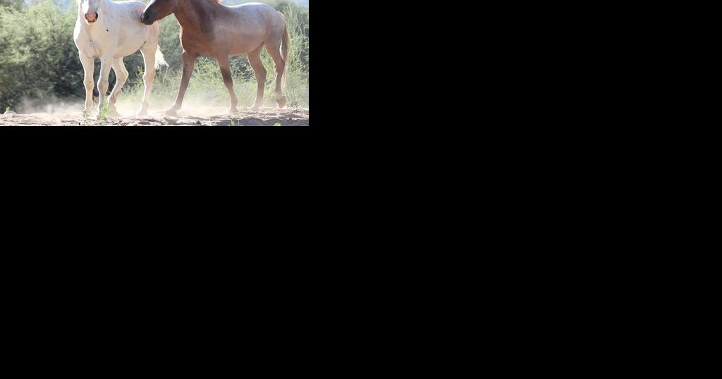 Forest Service barely making a dent in wild horse population - Vimarsana News