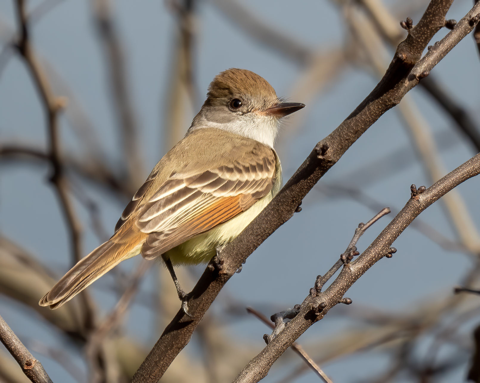 Local birders take part in the Annual Christmas Bird Count - Vimarsana News