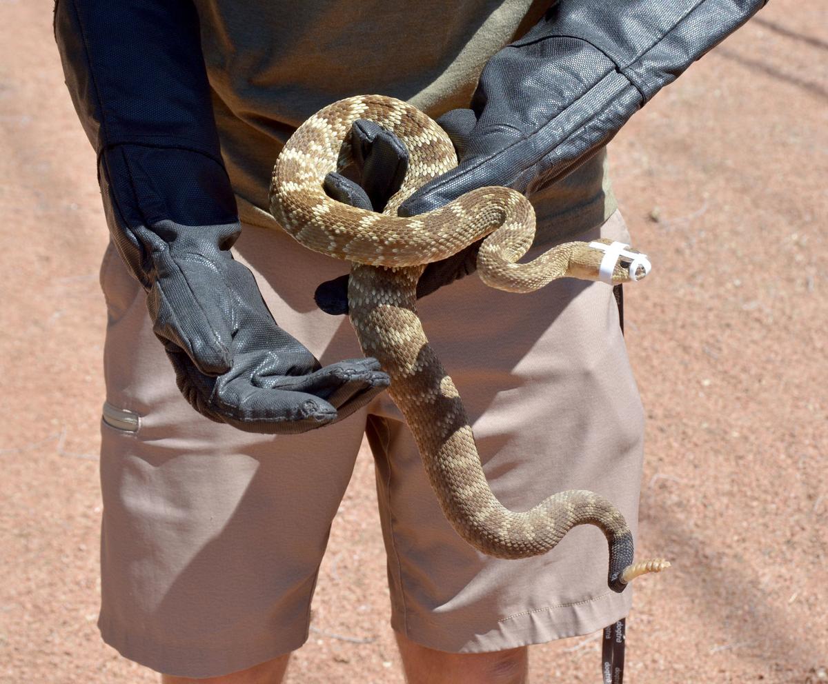 Rattlesnake aversion training keeps dogs, handlers safe | Health