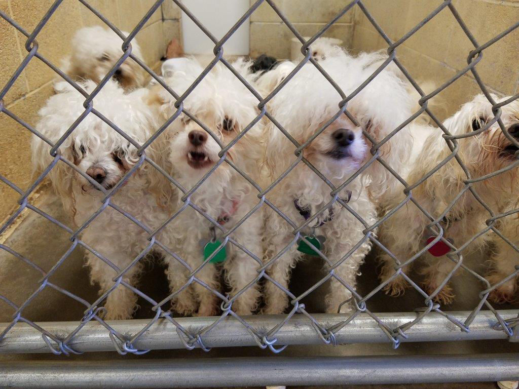 HSCAZ rehabilitates 20 dogs rescued from hoarder Payson