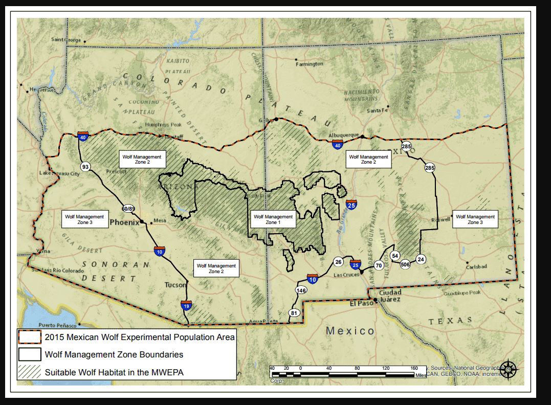 Grey wolf reintroduction yellowstone picture