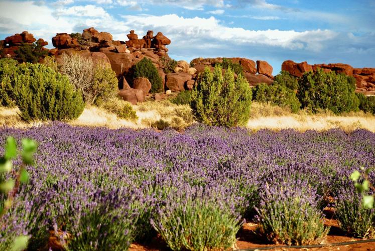 Lavender Festival Returns in Arizona’s Wine Country This Summer