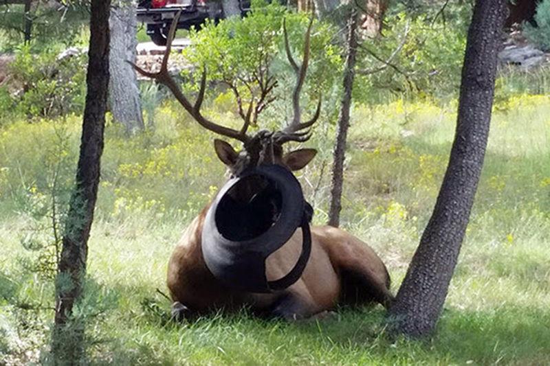 Dangerous Wildlife Encounters Rise Local News Paysonroundup Com