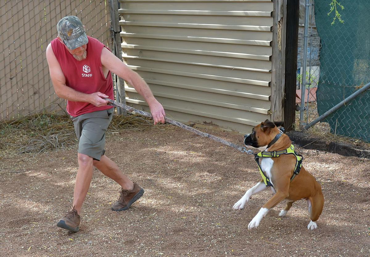 Rattlesnake aversion training keeps dogs, handlers safe Health