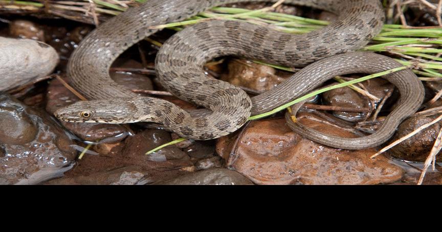 Rim Country snakes listed as endangered | | paysonroundup.com