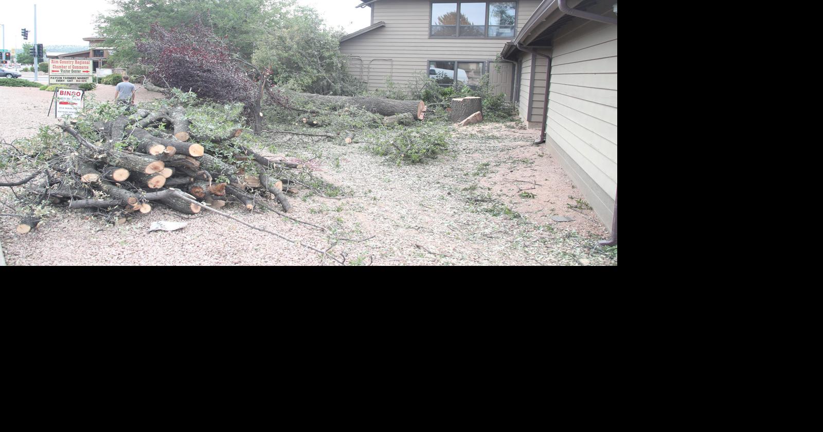 Chip your Christmas tree rather than dump it Local News