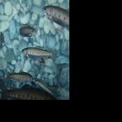 Threatened native Gila Trout returned to tiny Raspberry Creek - Vimarsana News