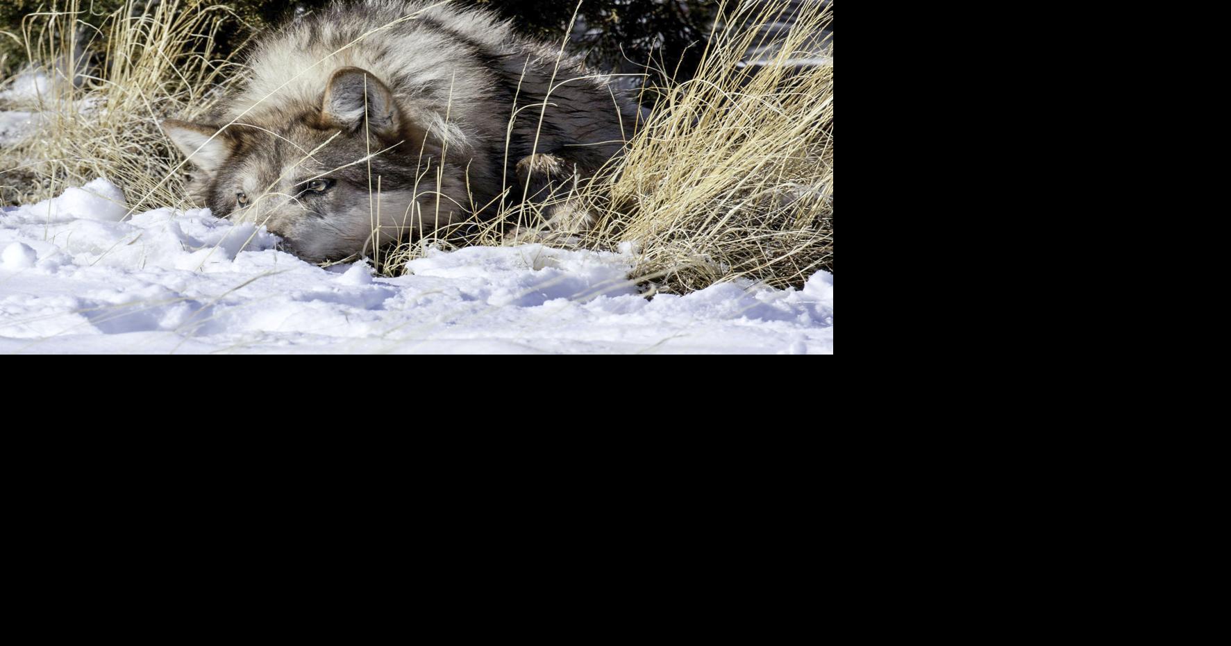 Wolf numbers rise for eighth year in a row | 260 Connection ...