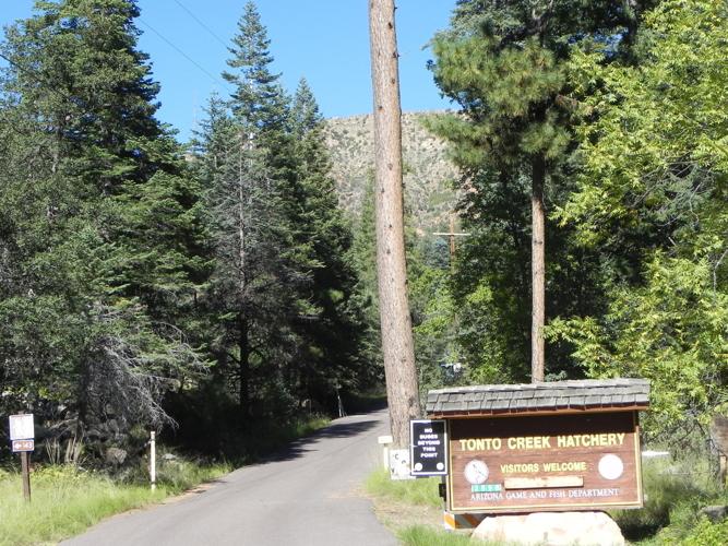Tonto Fish Hatchery Begins Seasonal Trout Stocking Hunting & Fishing