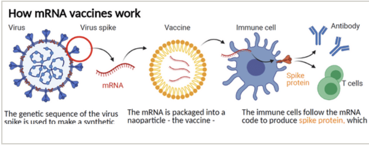 The basics and history of mRNA vaccine technology | Local News ...