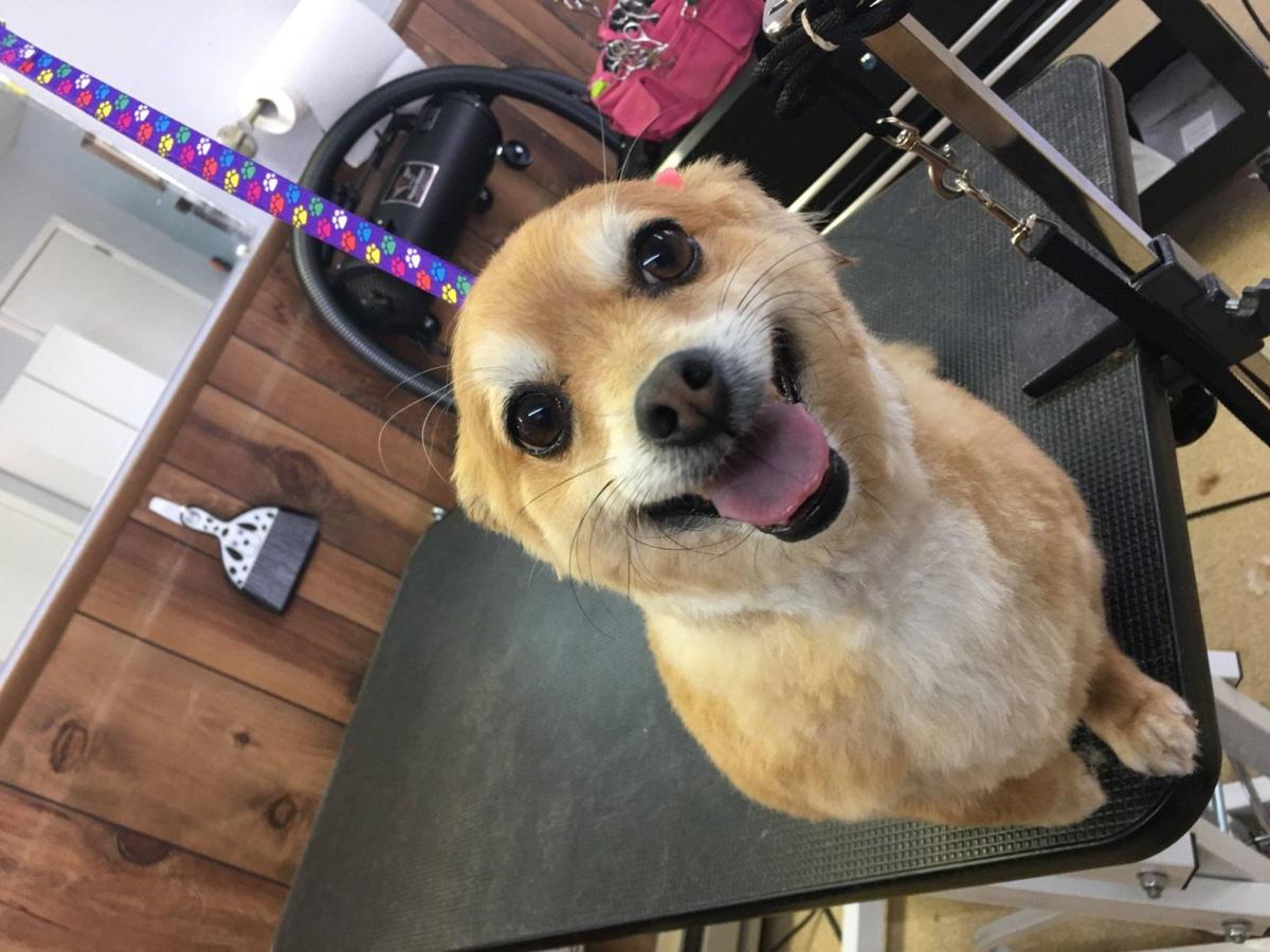 New dog grooming salon opens in Star Valley, Lacey&rsquo;s Dog Gone Grooming Salon, LLC | Business