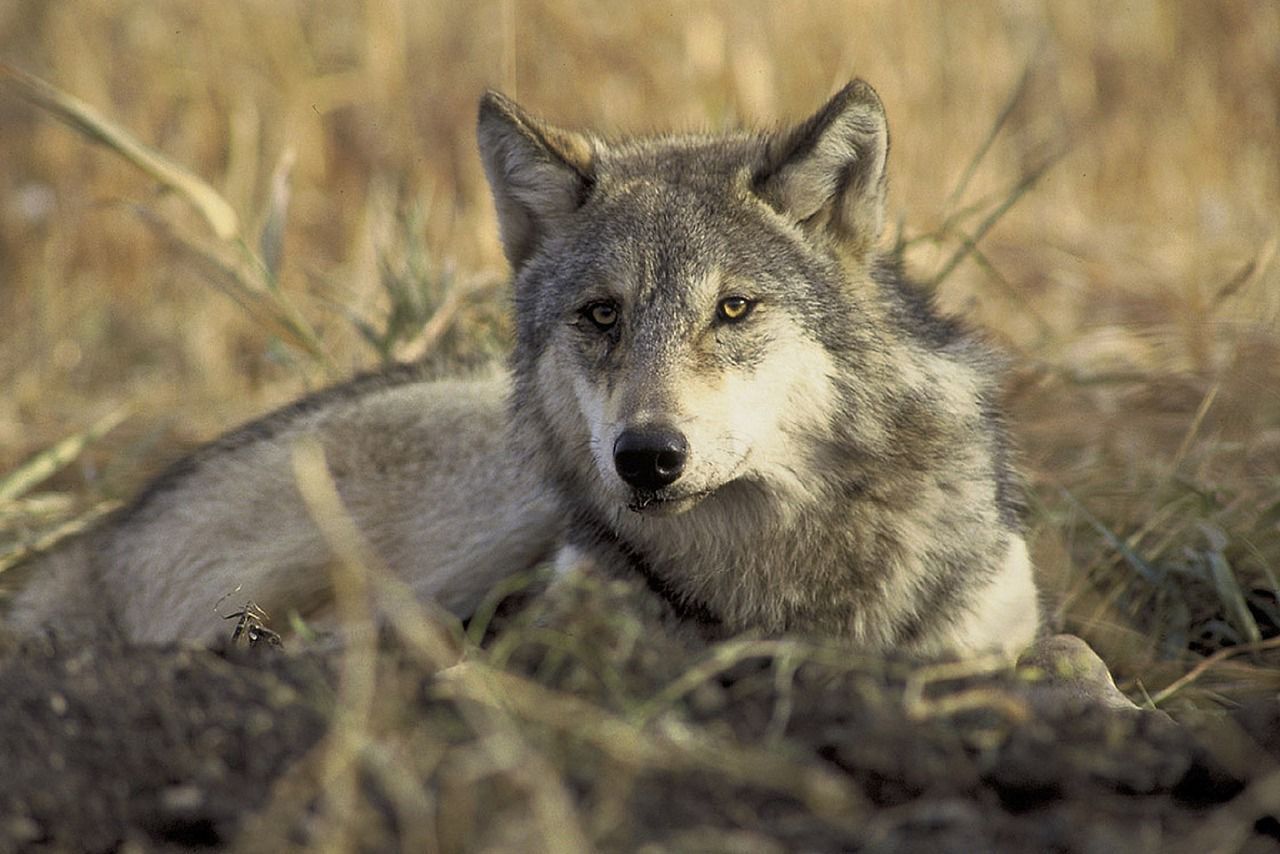 Wild Mexican wolf numbers surged in 2019 | News | paysonroundup.com