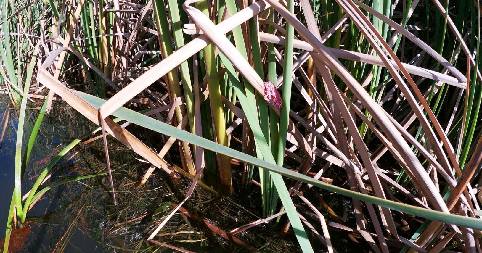 Arizona Game and Fish asks volunteers to help eradicate invasive apple snails - Vimarsana News