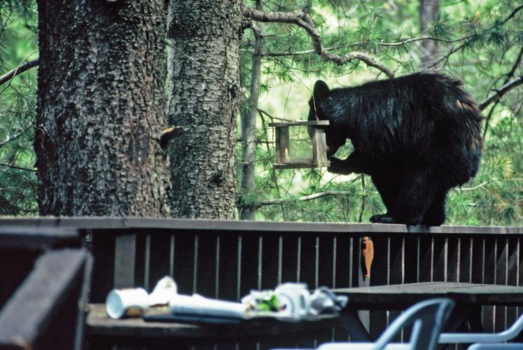 Bears in the White Mountains Local News