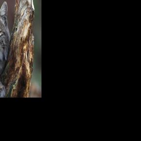 Rabid bobcat attacks dog in Pine