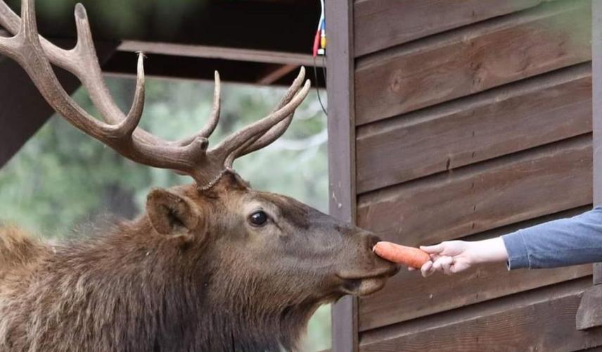 feeding elk 2