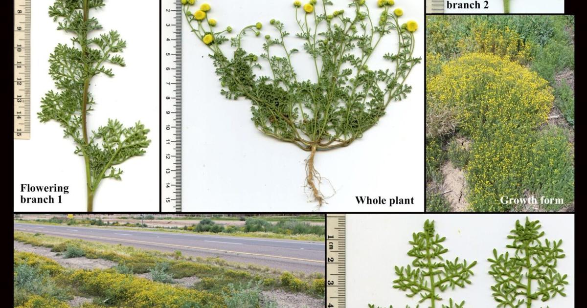 Stinknet Identification Volunteers to remove invasive Stinknet weed May 16 | News ...