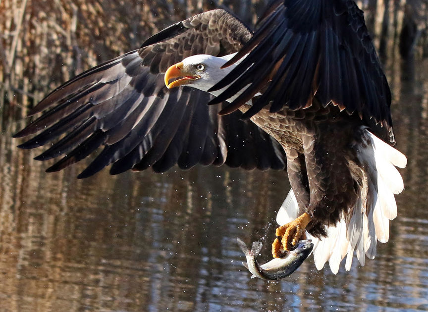 Arizona’s bald eagles set a new population record this year | Wildlife ...