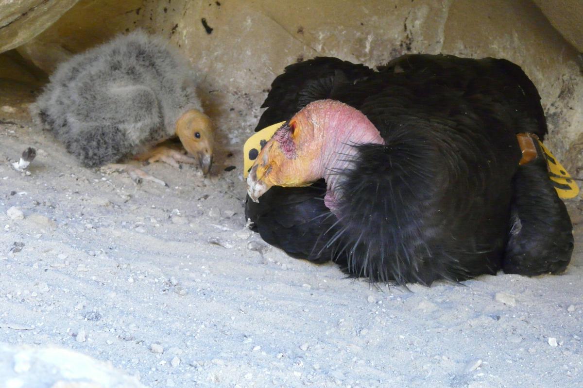 First Wild California Condor Nestling Of The Season Hatched At