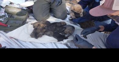 Batch of captive-born wolf pups slipped into litters of wild mothers - Vimarsana News