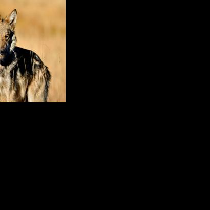 Arizona wolf population still growing – despite high mortality rates