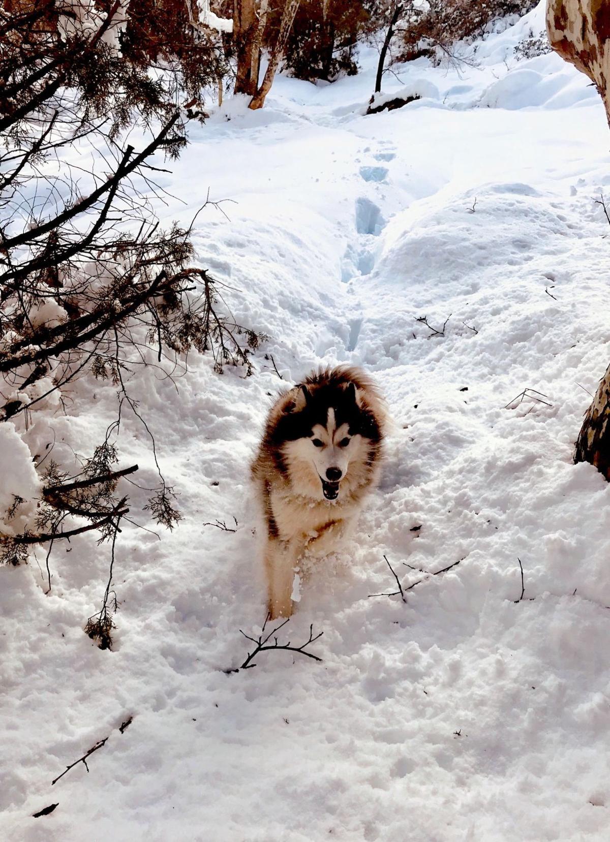 Vertical Loki running in snow