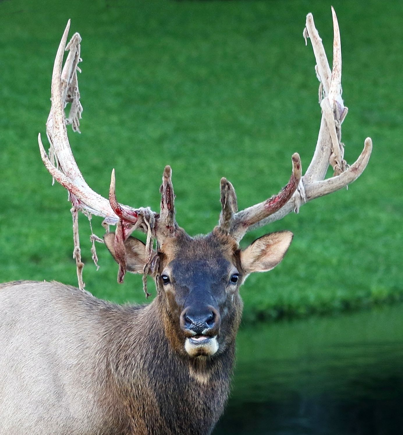 Elk shed on sale