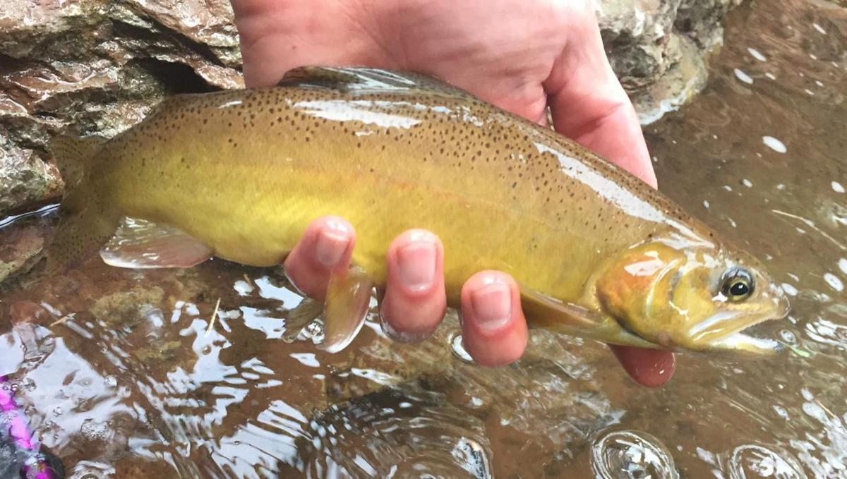 The grand slam of Arizona trout fishing Hunting & Fishing