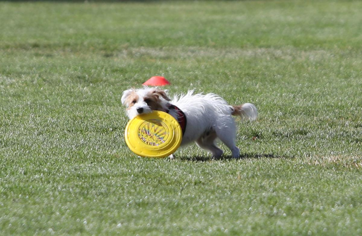 Council Bans Dogs From Athletic Fields Local News