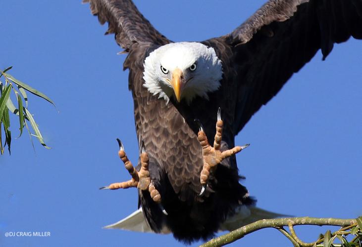 Volunteers sought for 62nd annual bald eagle count