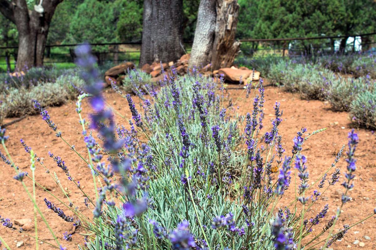 Pine lavender farm News