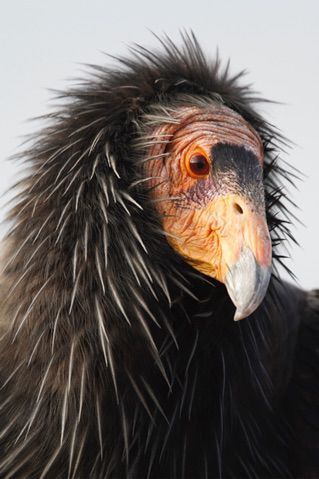 Bird flu poses new threat to Arizona’s condors, bald eagles | 260 ...