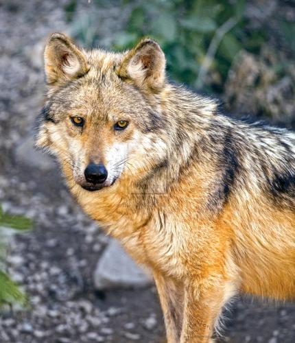 White Mountains are home to Mexican gray wolves and coyotes, 260  Connection