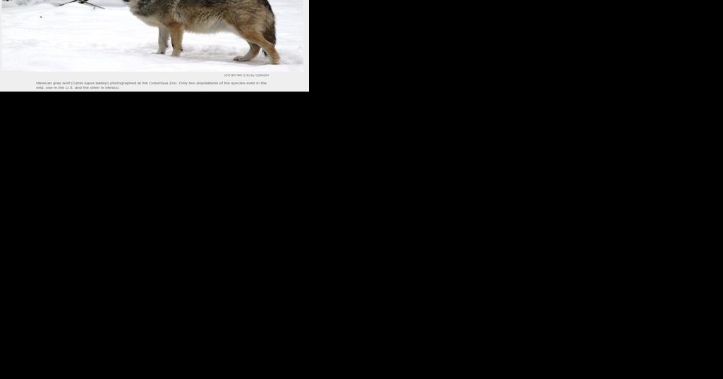 Judge orders USFWS to come up with a plan to reduce wolf poaching - Vimarsana News