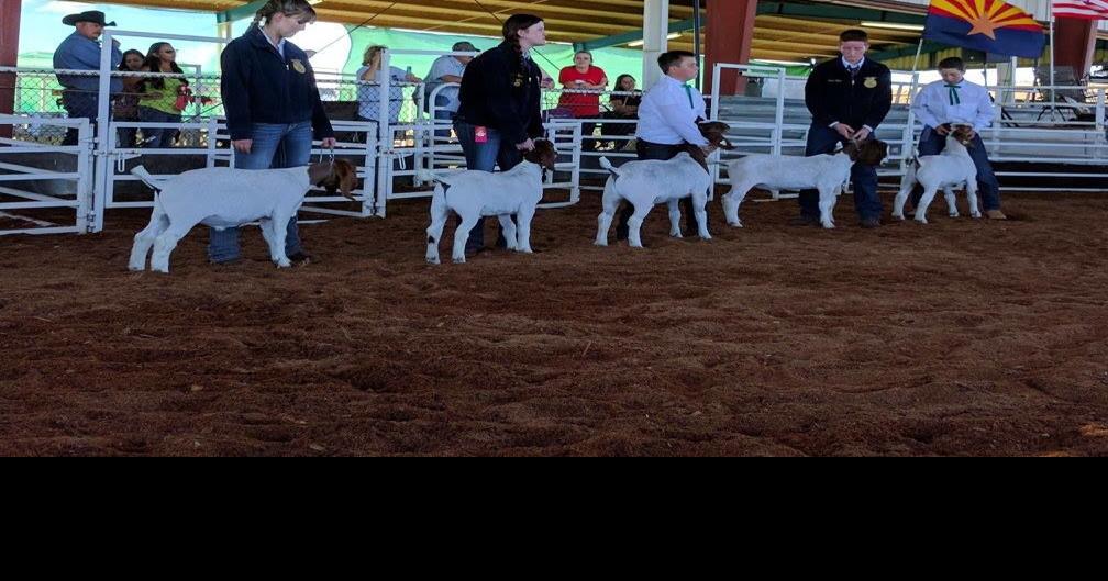 Online junior livestock show and auction hosted by Gila County Fair Events