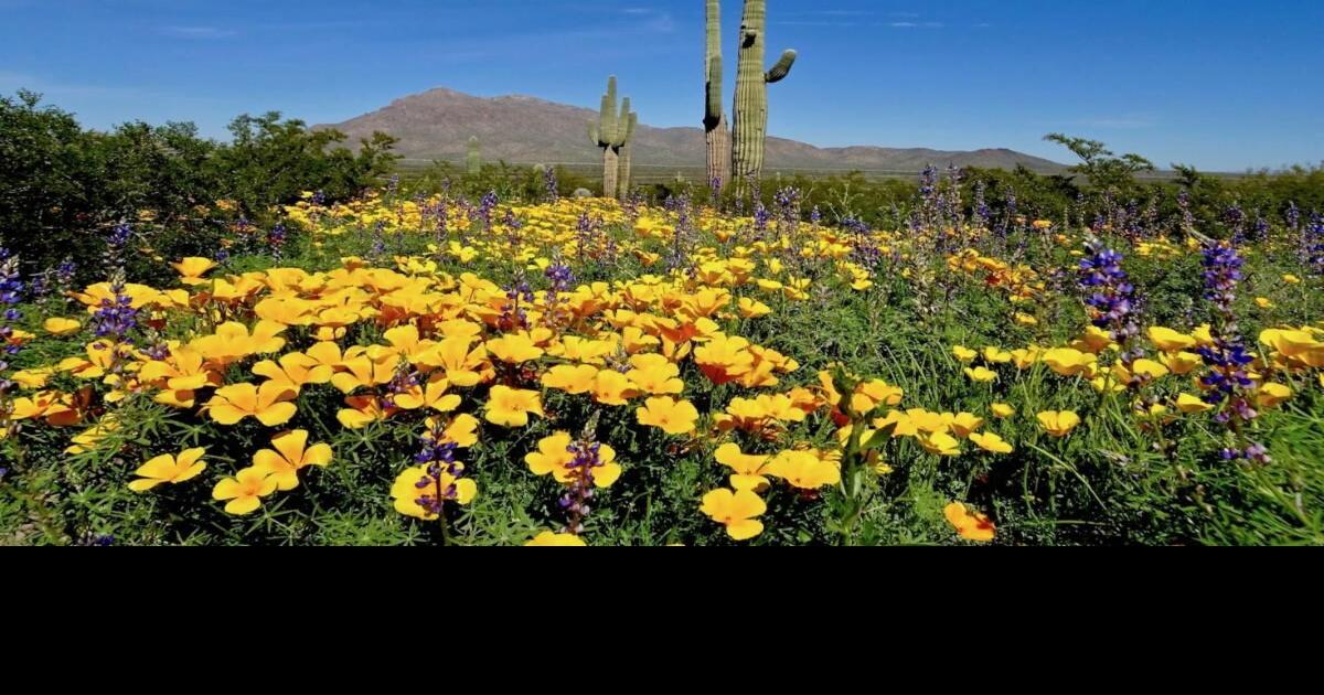 Arizona ‘Superbloom’ on the horizon, says travel write Events