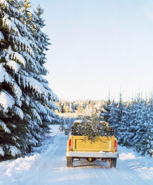 Christmas Tree Cutting Areas Payson Az 2022 Christmas Tree Permits Available | Forest Management Wildfires |  Paysonroundup.com