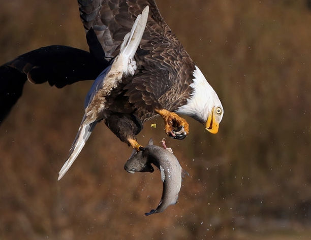 Arizona’s bald eagles set a new population record this year | Wildlife