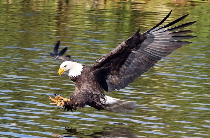 Winter eagles return | Wildlife | paysonroundup.com