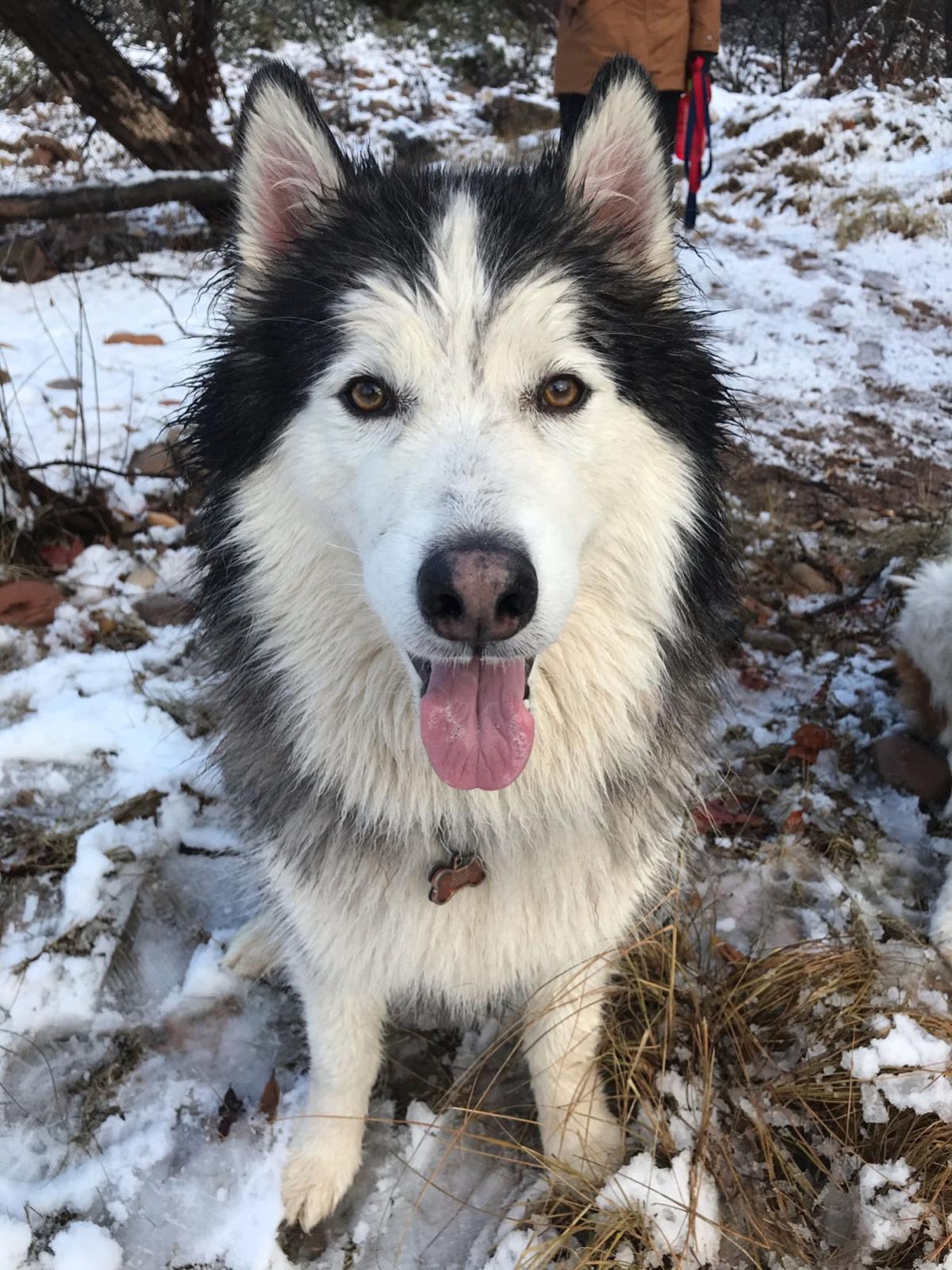 Don't tell Loki | Local News | paysonroundup.com