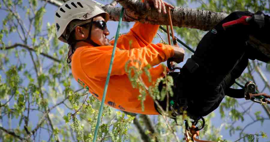 Annual tree festival and climbing championship coming to Snowflake ...