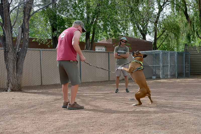 Rattlesnake aversion training keeps dogs, handlers safe | Health