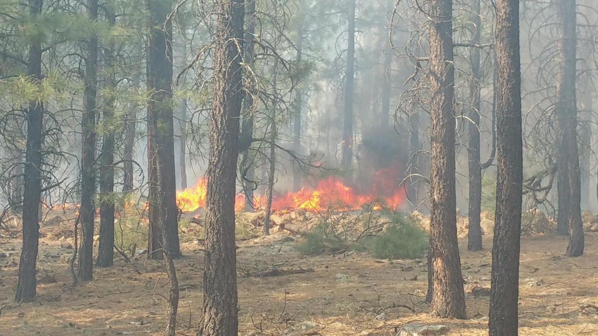 Wildcat Fire near Forest Lakes burns 11 acres but under control