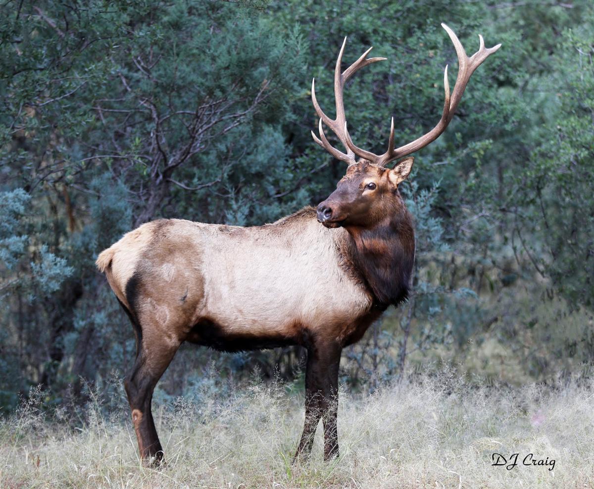 Elk and deer antler growth should be good this year News