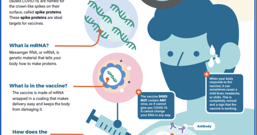 The basics and history of mRNA vaccine technology | Local News ...