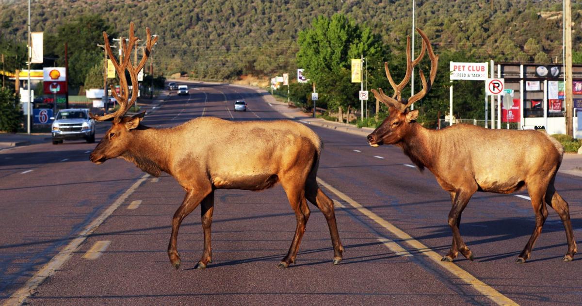 Payson Elk It S Like They Own The Place News Paysonroundup Com