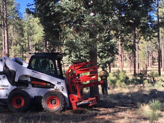STATE FORESTRY CUTS CAPITOL CHRISTMAS TREE News